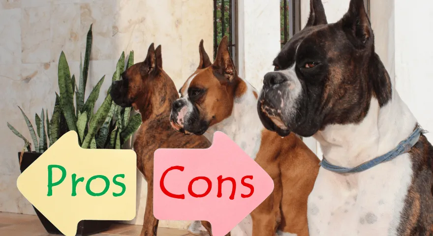 Hienoja asioita boksereista