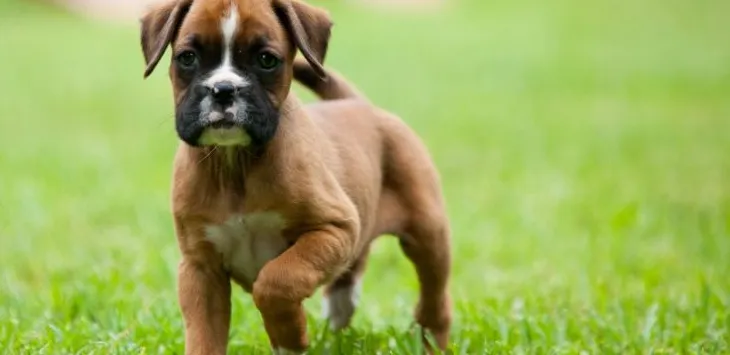 Kaikki mitä sinun tulee tietää nyrkkeilijöistä