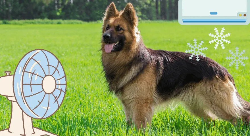 Γερμανικός Ποιμενικός το καλοκαίρι