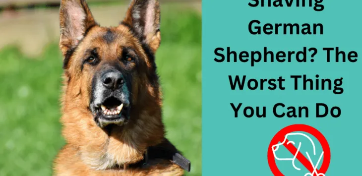Britje nemškega ovčarja poleti: je to dobra ideja?