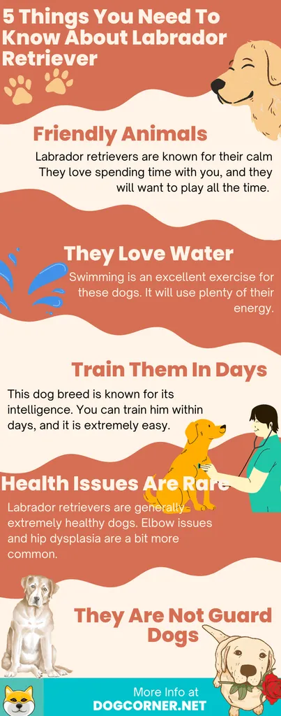5 věcí, které potřebujete vědět o labradorském retrívru