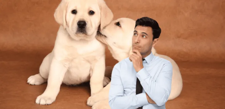 Co potřebujete vědět o labradorském retrívru