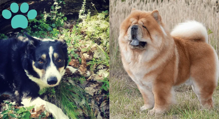 Estratègies per reduir la vessament en races de doble capa