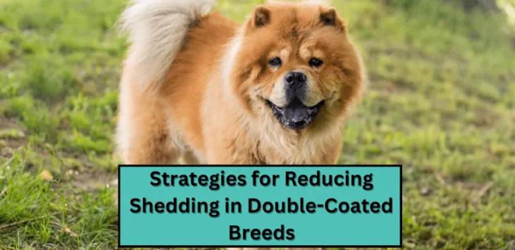 Estratègies per reduir la vessament en races de doble capa