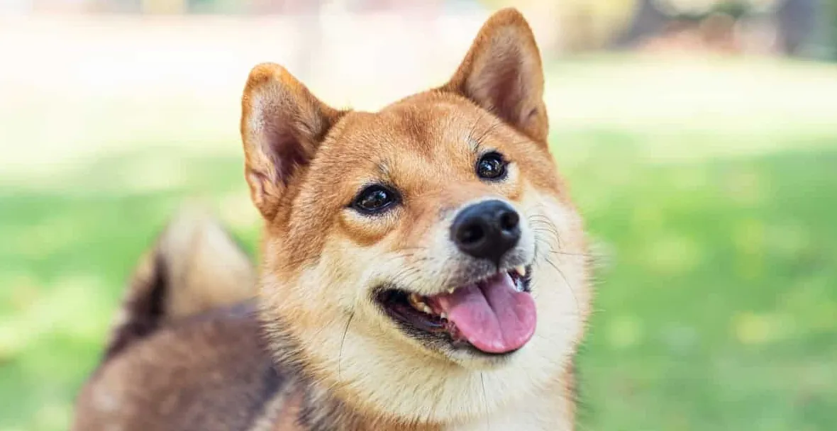 Czy Shiba Inus jest trudny w szkoleniu?