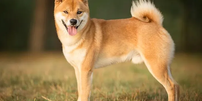 ¿Son difíciles de entrenar los Shiba Inus?