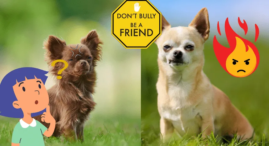 Hal yang Dapat Anda Lakukan Untuk Mengurangi Agresi pada Chihuahua