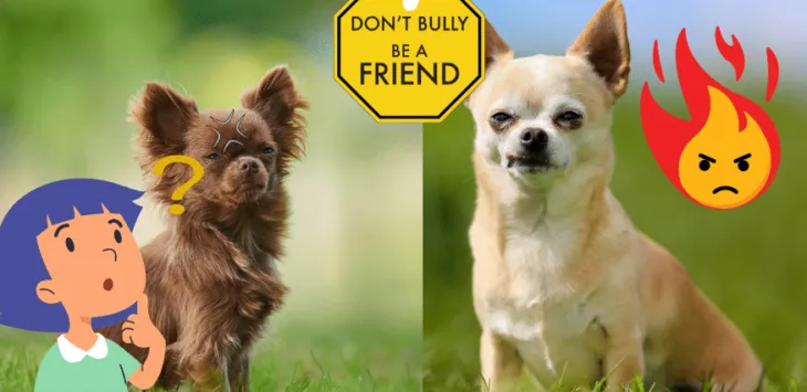 Mengapa Chihuahua Begitu Agresif?