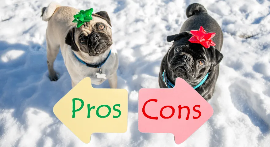 co warto wiedzieć o mopsach