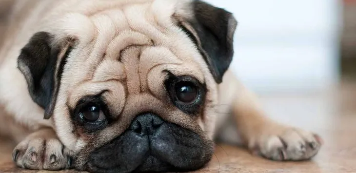 12 πράγματα που πρέπει να ξέρετε για τα Pugs