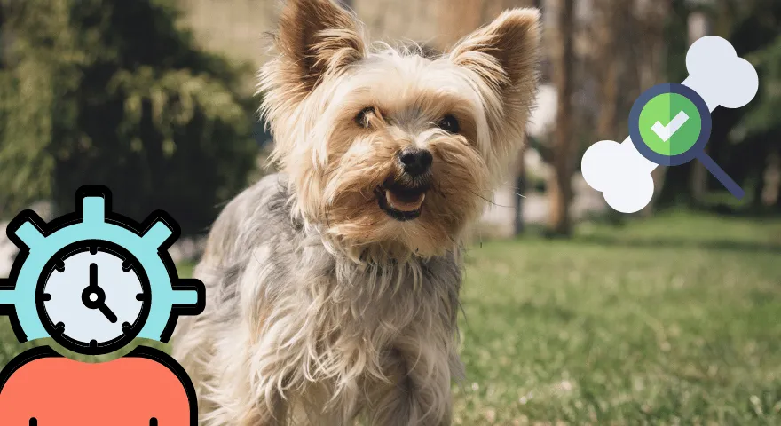 Jak długo żyją Yorki