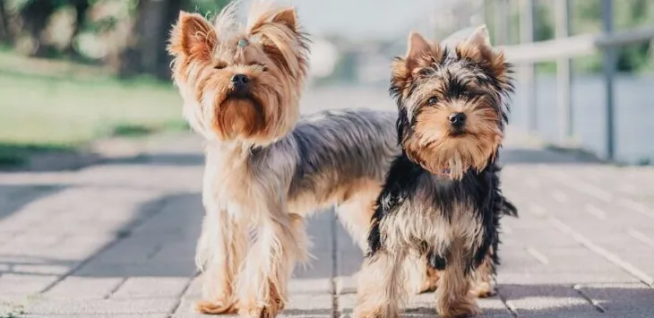 Ako dlho žijú Yorkies?