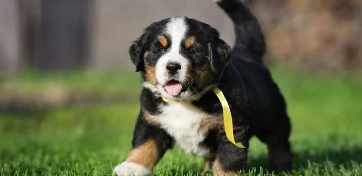 Berapa Lama Gunung Bernese hidup?