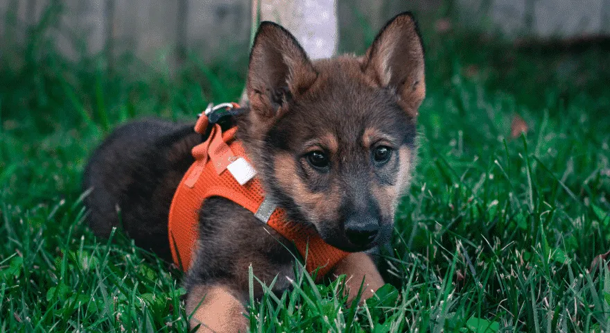 Οι Γερμανοί Ποιμενικοί έχουν γέννες
