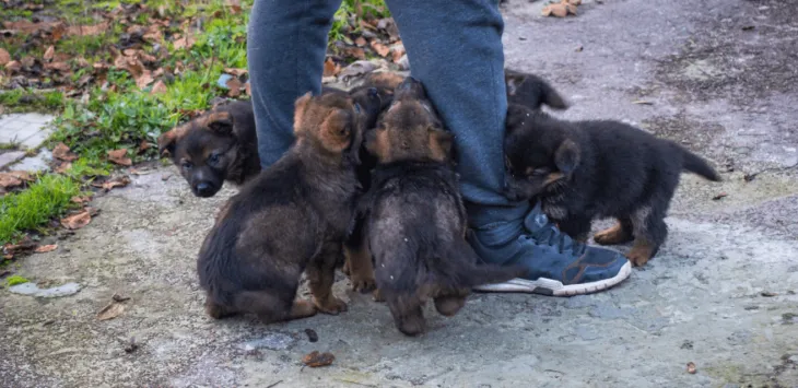 Πόσα κουτάβια μπορεί να έχει ένας γερμανικός ποιμενικός;