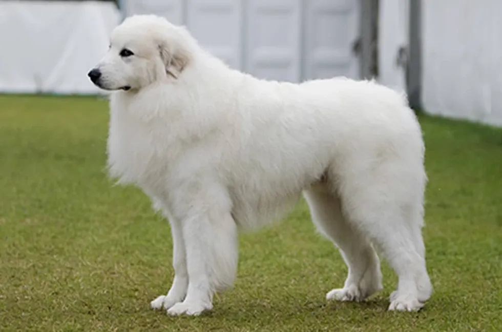 Top 4 der großen, flauschigen Hunderassen