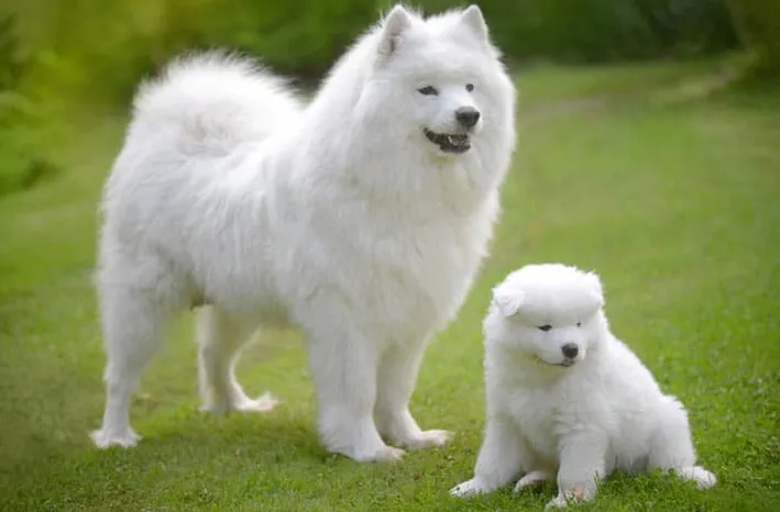 Top 4 der großen, flauschigen Hunderassen