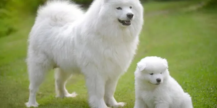 Top 4 der großen, flauschigen Hunderassen