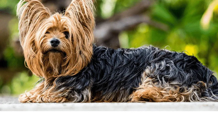 Yorkshire Terrier nu crește
