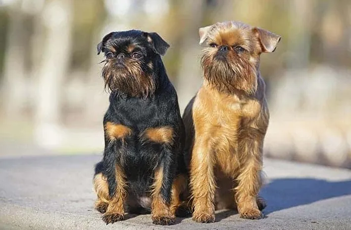 Grifonul de Bruxelles nu crește