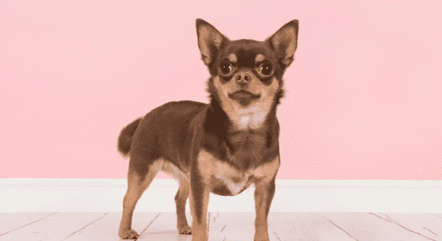 Chihuahua