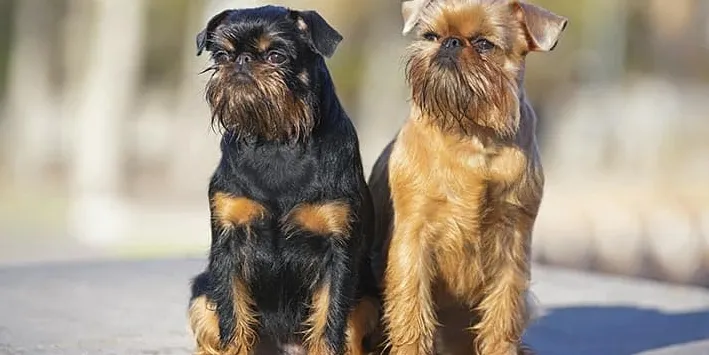 Căței care nu cresc