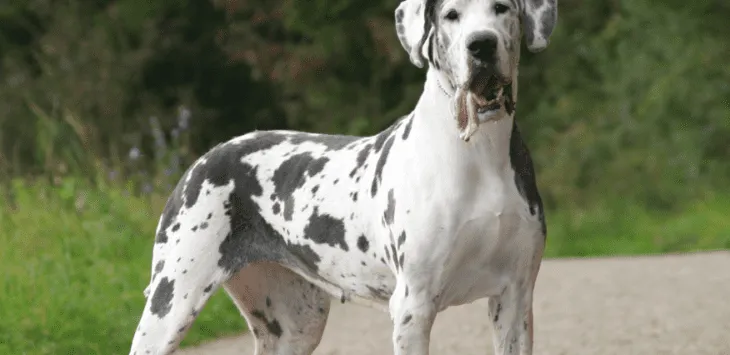 Berapa Lama Orang Great Danes Hidup?