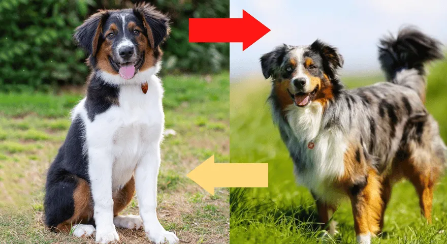 Pastor Inglés vs Pastor Australiano