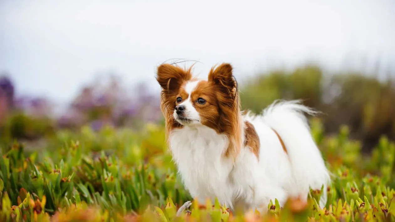 10 beste hondenrassen voor beginnende eigenaren in Groot-Brittannië