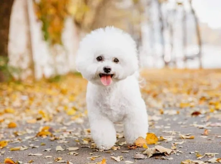 10 beste hondenrassen voor beginnende eigenaren in Groot-Brittannië