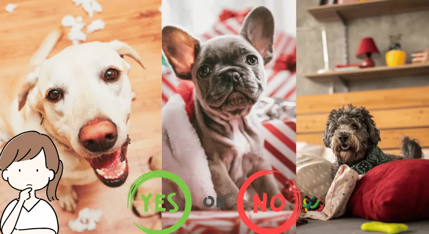 Psy, które można zostawić same