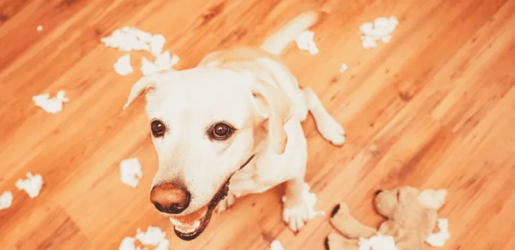 Psi koji se mogu ostaviti sami