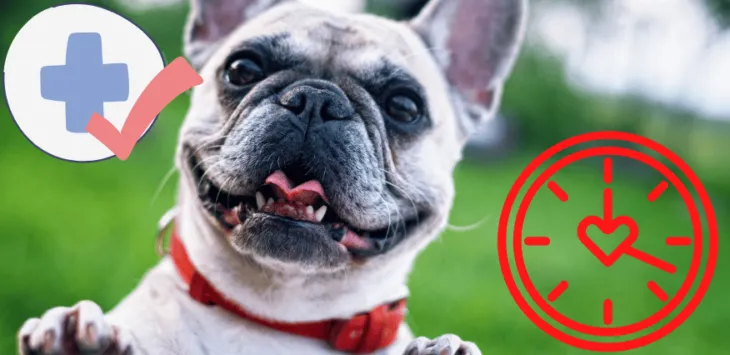 Kiek gyvena prancūzų buldogai?