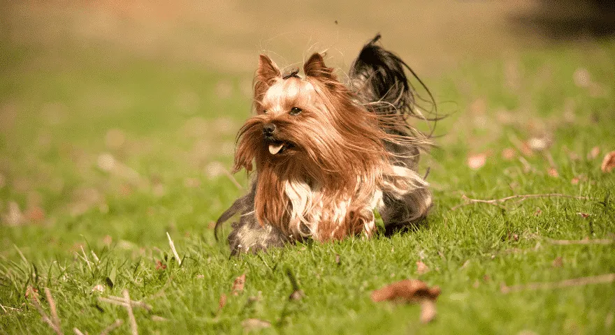 Wczesne objawy ciąży u Yorków