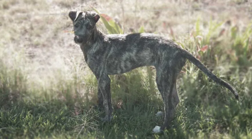 10 גזעי הכלבים המכוערים ביותר ברחבי העולם