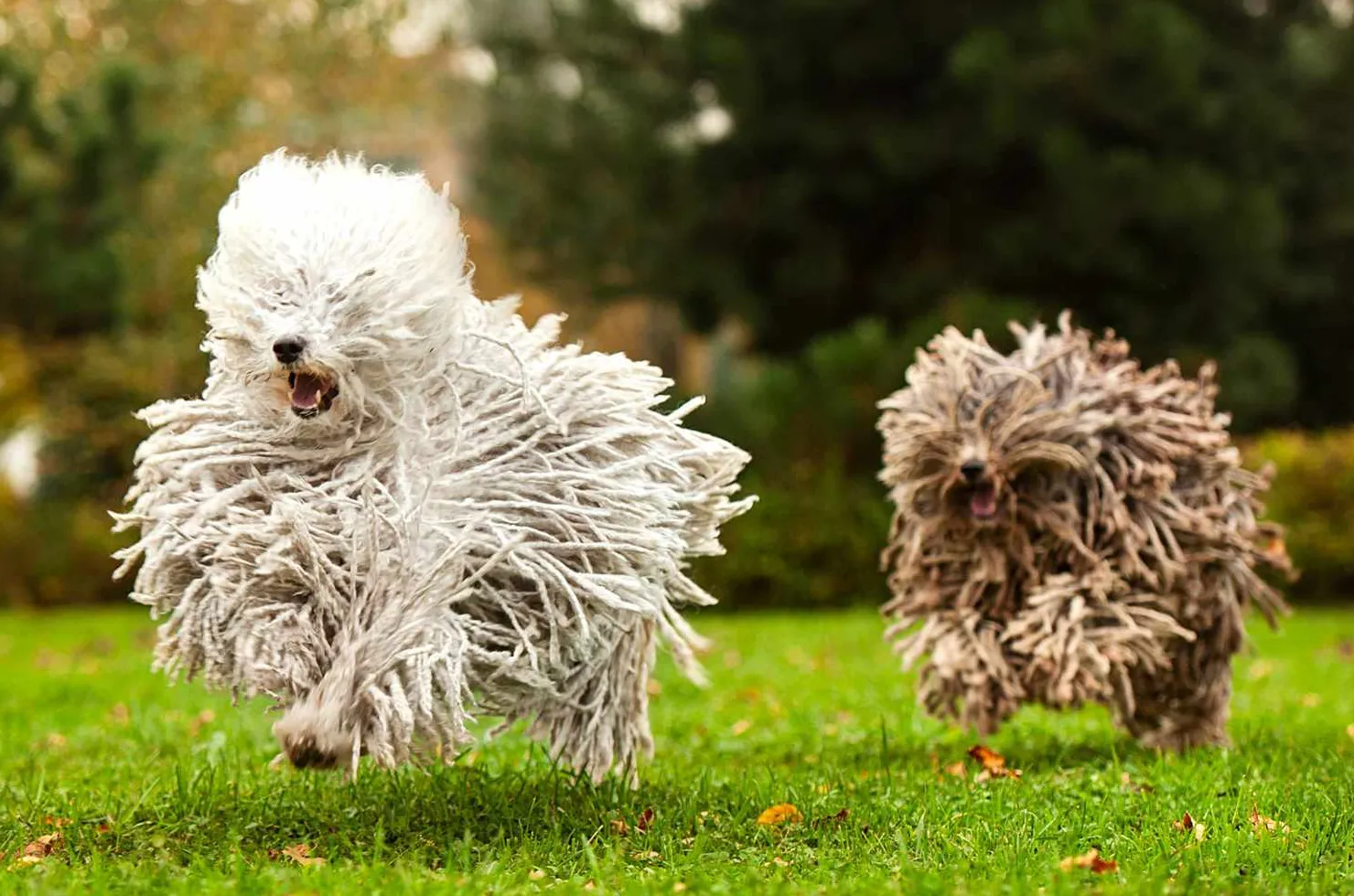 גזע הכלבים פולי