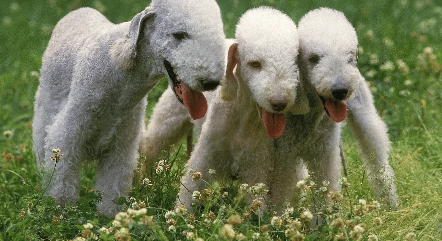 בדלינגטון טרייר