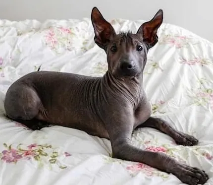 10 גזעי הכלבים המכוערים ביותר ברחבי העולם