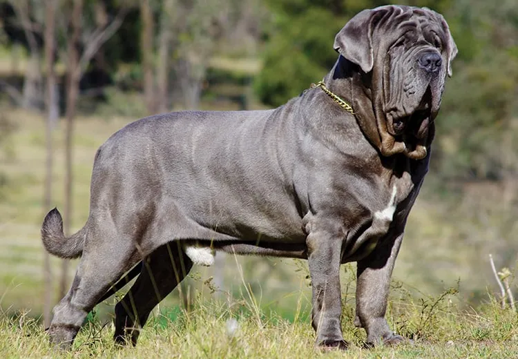 גזע הכלבים המכוער הנפוליטני