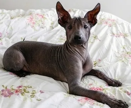 10 גזעי הכלבים המכוערים ביותר ברחבי העולם