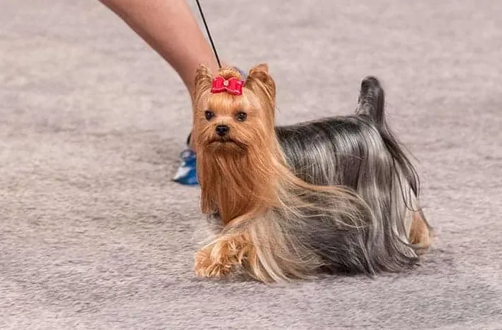 Jak długo żyją psy herbaciane?