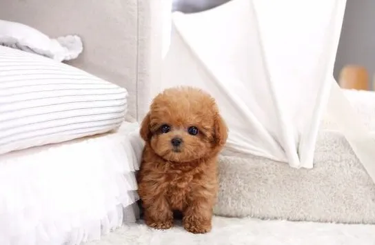 Hvor lenge lever tekopphunder?