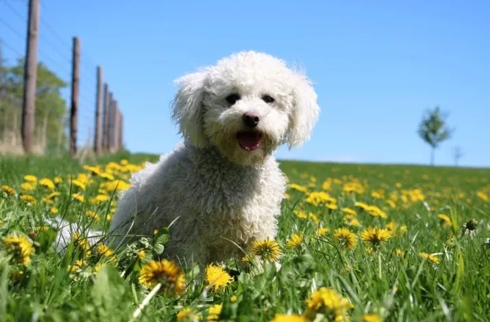 Поованесе је редак пас