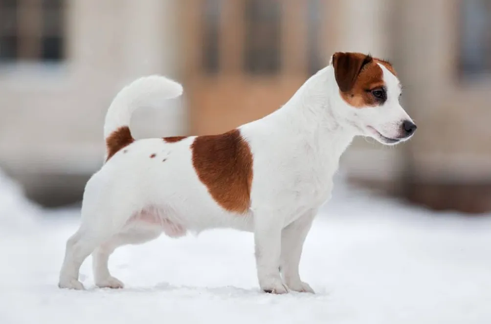 Бојацк мешана раса паса