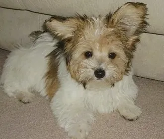 Папитесе малих мешаних паса