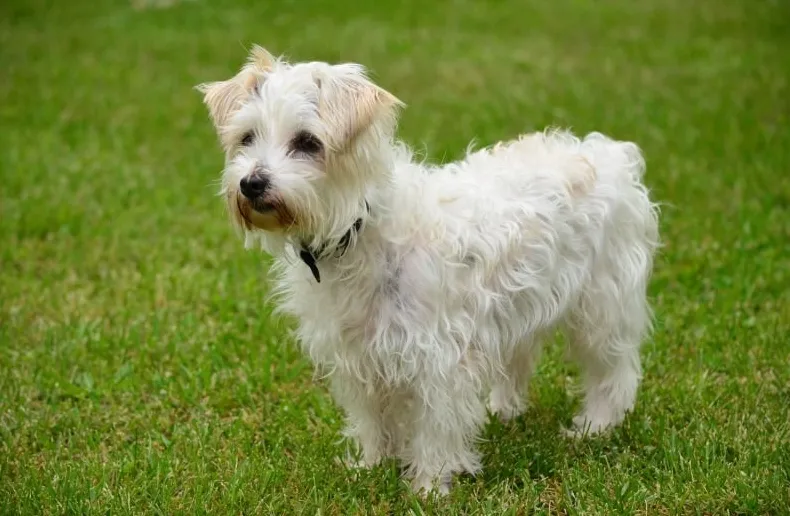 Јацк-А-Поо мали мешовити пас