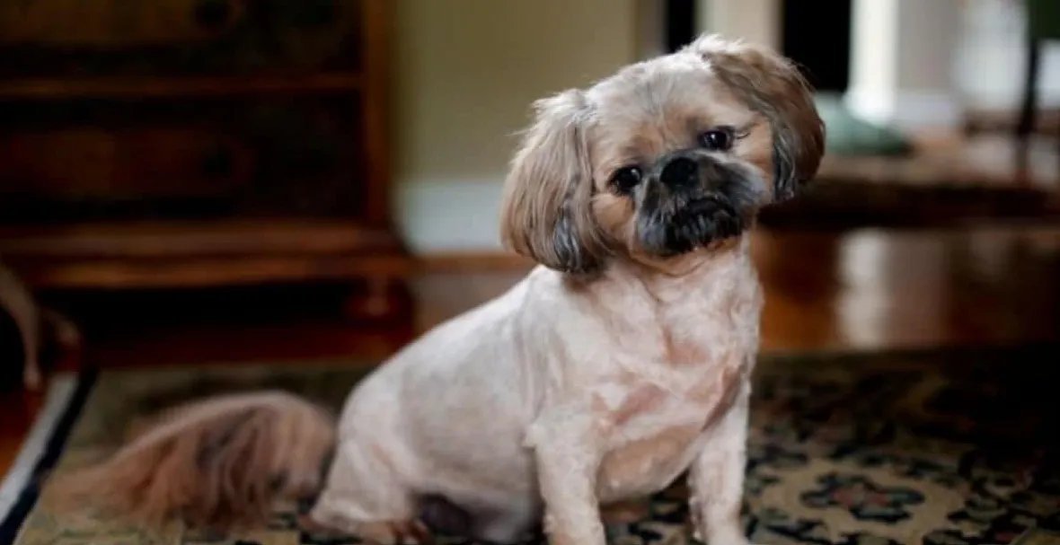 Пугапоо мала раса паса