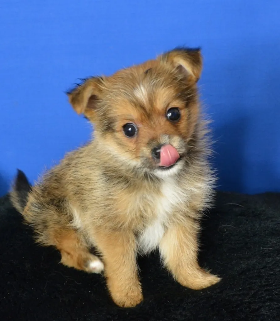 Поркие пас расе