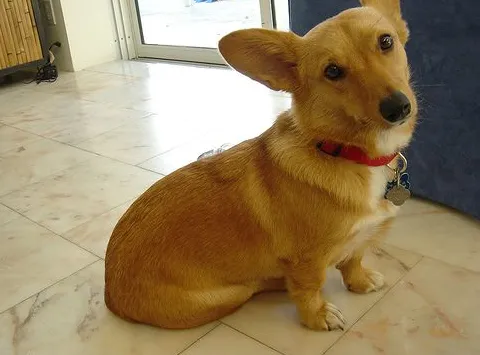 Дорги мали мешовити пас