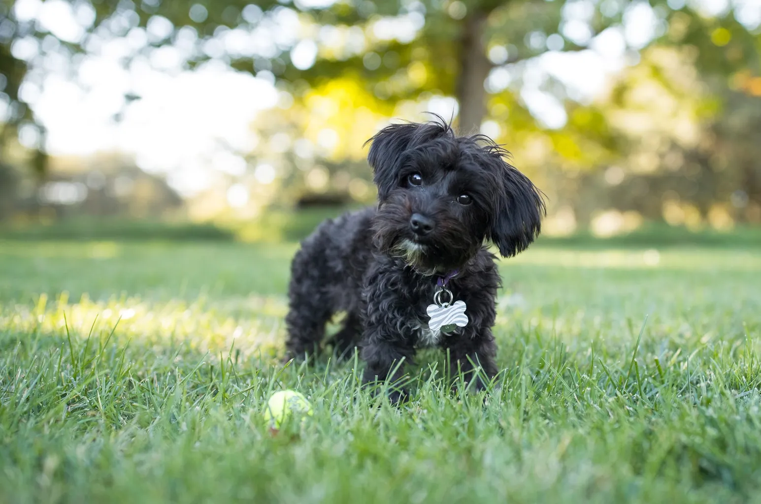 Пас Иоркипоо стоји на отвореном са тениском лоптом